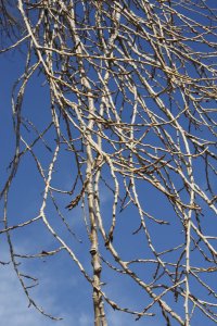 Schwarz-Pappel in Blasewitz