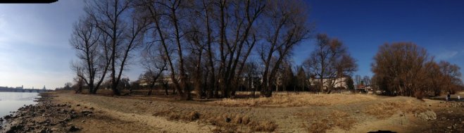 Genetisch reine Schwarz-Pappeln, männlich