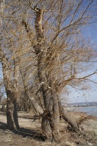 Genetisch reine Schwarz-Pappeln, männlich