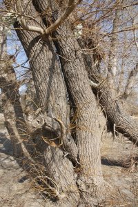 Genetisch reine Schwarz-Pappeln, männlich