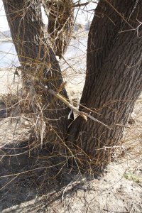 Genetisch reine Schwarz-Pappeln, männlich