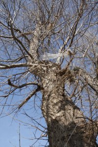 Genetisch reine Schwarz-Pappeln, männlich