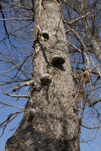 Genetisch reine Schwarz-Pappeln, männlich