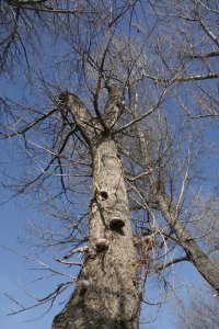Genetisch reine Schwarz-Pappeln, männlich