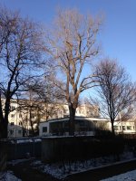 Pappel in der Haenel-Claus-Straße in Dresden