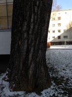 Der Stamm der Pappel