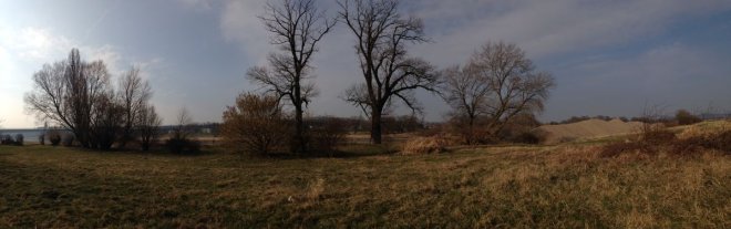 Genetisch reine Schwarz-Pappeln in Kaditz