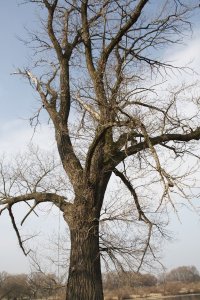 Genetisch reine Schwarz-Pappeln in Kaditz