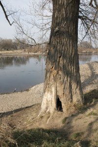 Genetisch reine Schwarz-Pappeln in Kaditz