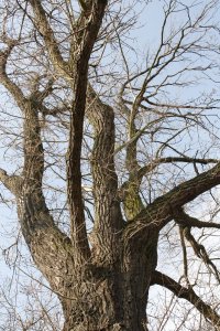 Genetisch reine Schwarz-Pappeln in Kaditz