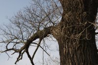 Genetisch reine Schwarz-Pappeln in Kaditz