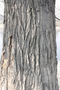 Genetisch reine Schwarz-Pappeln in Kaditz