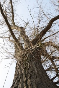 Genetisch reine Schwarz-Pappeln in Kaditz