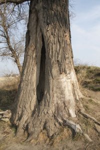 Genetisch reine Schwarz-Pappeln in Kaditz