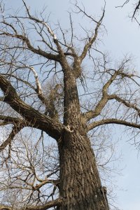 Genetisch reine Schwarz-Pappeln in Kaditz