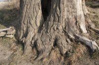 Genetisch reine Schwarz-Pappeln in Kaditz