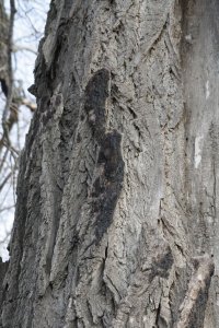 Genetisch reine Schwarz-Pappeln in Kaditz
