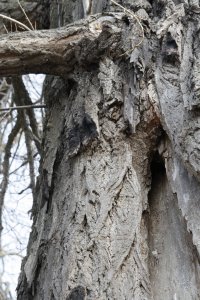 Genetisch reine Schwarz-Pappeln in Kaditz