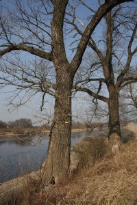 Genetisch reine Schwarz-Pappeln in Kaditz