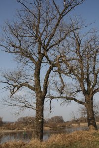 Genetisch reine Schwarz-Pappeln in Kaditz