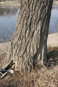 Genetisch reine Schwarz-Pappeln in Kaditz