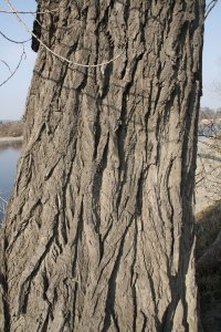Genetisch reine Schwarz-Pappeln in Kaditz