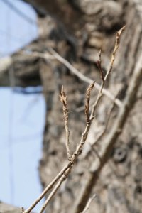Genetisch reine Schwarz-Pappeln in Kaditz