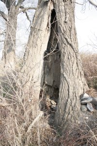 Genetisch reine Schwarz-Pappeln in Kaditz