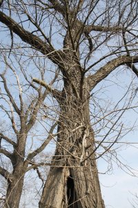 Genetisch reine Schwarz-Pappeln in Kaditz