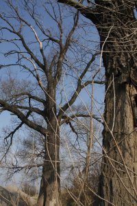 Genetisch reine Schwarz-Pappeln in Kaditz
