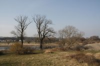 Genetisch reine Schwarz-Pappeln in Kaditz