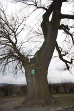 11.01.14 Babisnauer Pappel