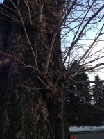 Stamm der Rosskastanie