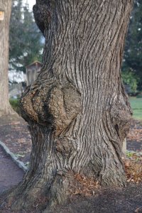 Verformungen an der Linde