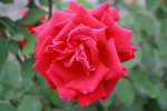 Die Rose als Zeichen der Liebe