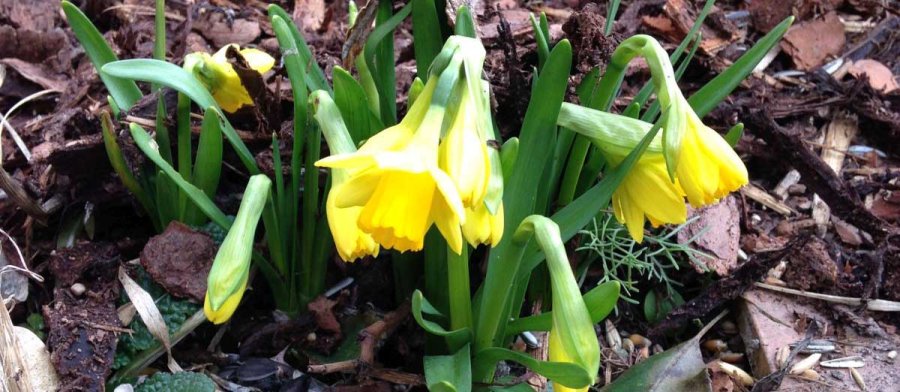 Der Frühling ist da! Der Frühling ist da!