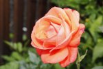 Die Rose als Symbol der Liebe