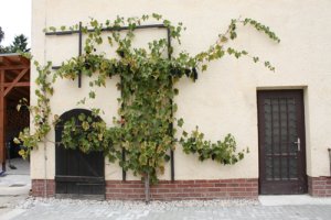 Im Weingut Pesterwitz