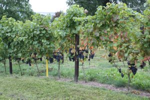 Weinstöcke in Pesterwitz