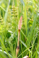 Ackerschachtelhalm - Stengel mit einer Sporenähre und im Hintergrund grüne sterile Triebe Ackerschachtelhalm - Stengel mit einer Sporenähre und im Hintergrund grüne sterile Triebe
