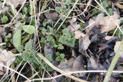 Kleine Brennnesseln im Januar 2016