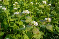 Knoblauchrauke - Alliaria petiolata