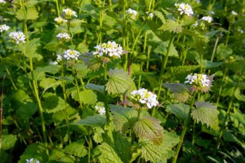 Knoblauchrauke - Alliaria petiolata