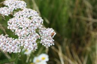 Schafgarbe - Achillea millefolium Schafgarbe - Achillea millefolium