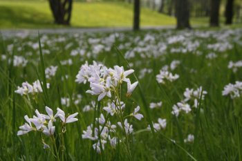Wiesenschaumkraut im Leutewitzer Park