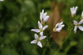 Wiesenschaumkraut im Leutewitzer Park