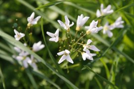 Wiesenschaumkraut im Leutewitzer Park