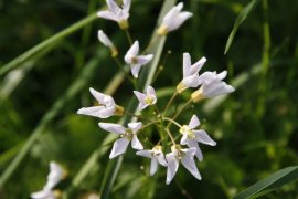 Wiesenschaumkraut im Leutewitzer Park
