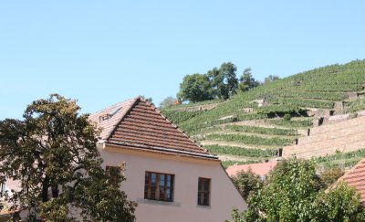 Weinberge
