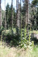 Wald bei Schlottwitz